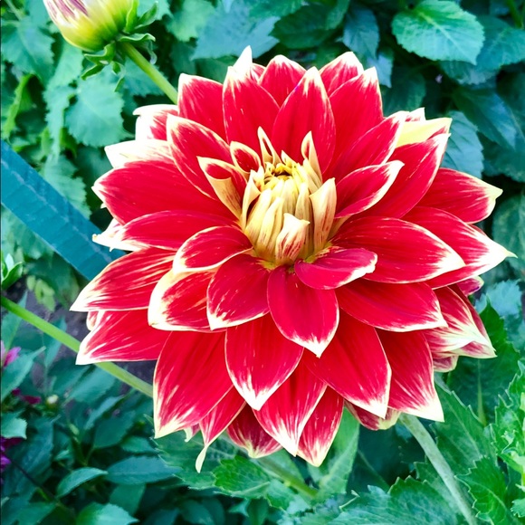 Meet your Posher, Alli - Picture 1 of 1